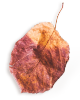 https://www.onedreamfilms.com/wp-content/uploads/2020/11/small_leaf_01.png