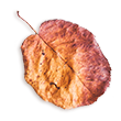 https://www.onedreamfilms.com/wp-content/uploads/2020/11/small_leaf_02.png