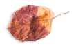 https://www.onedreamfilms.com/wp-content/uploads/2020/11/small_leaf_03.png