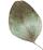 https://www.onedreamfilms.com/wp-content/uploads/2020/12/separate_leaf.png